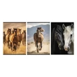 Kép 1/5 - Füzet vonalas STREET A/4 54 lapos Horses margóval